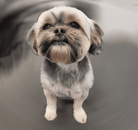 Dog Grooming Central Arkansas Hannah Conner